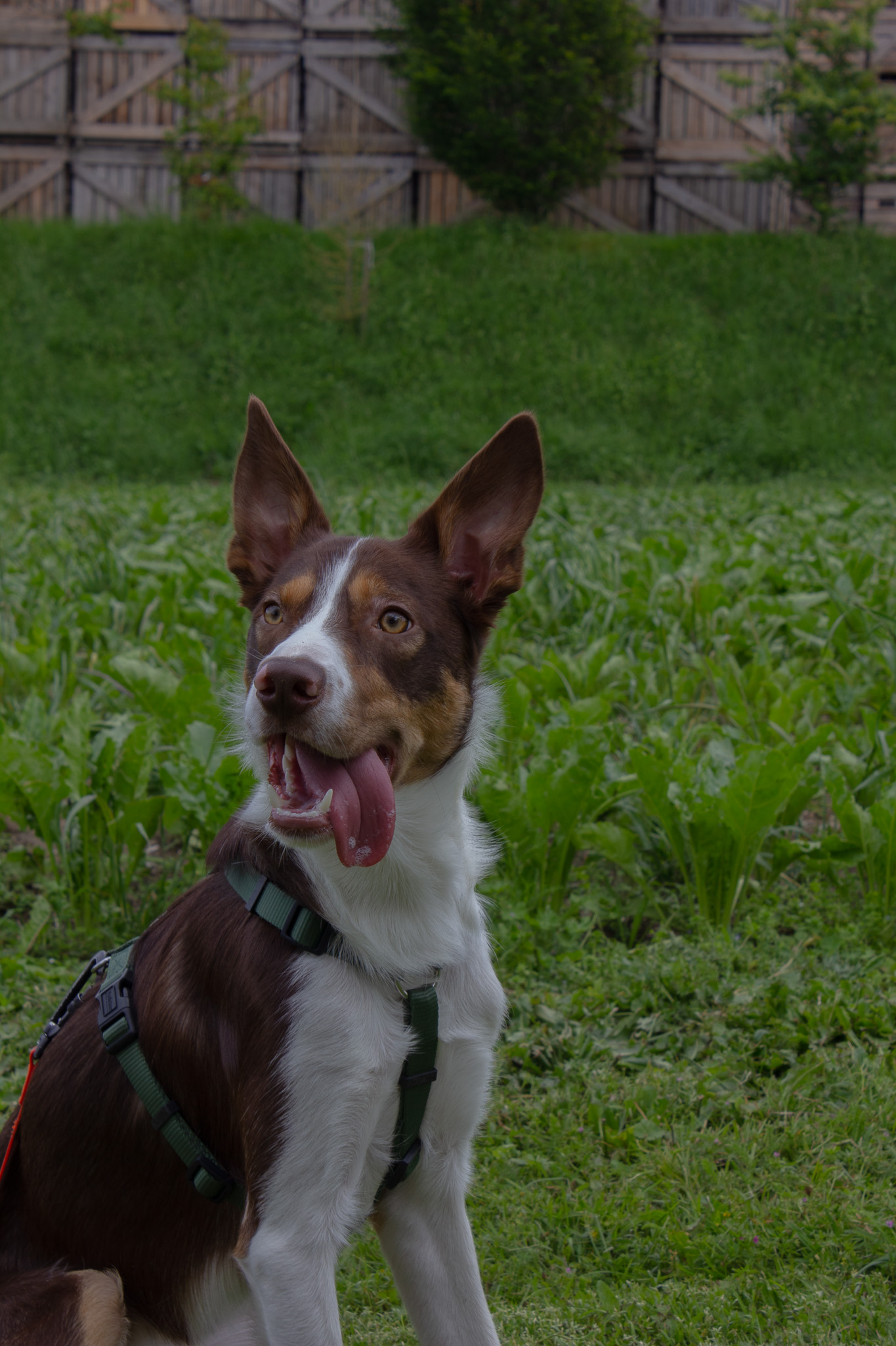 Portrait de Chien - Tirage de langue
