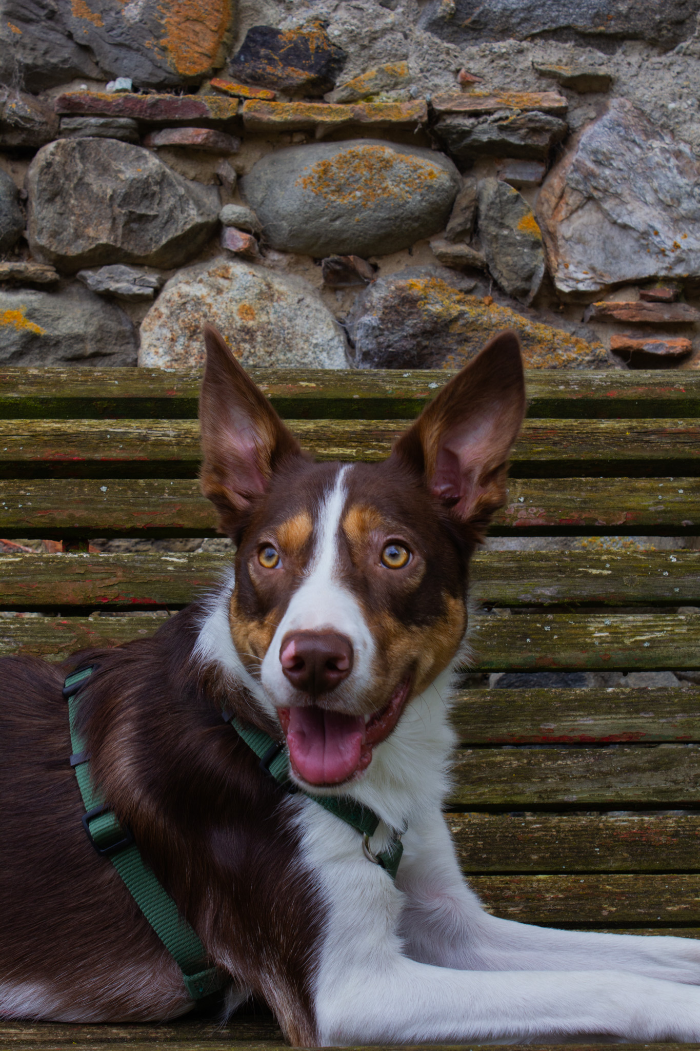 Portrait de Chien - Banc