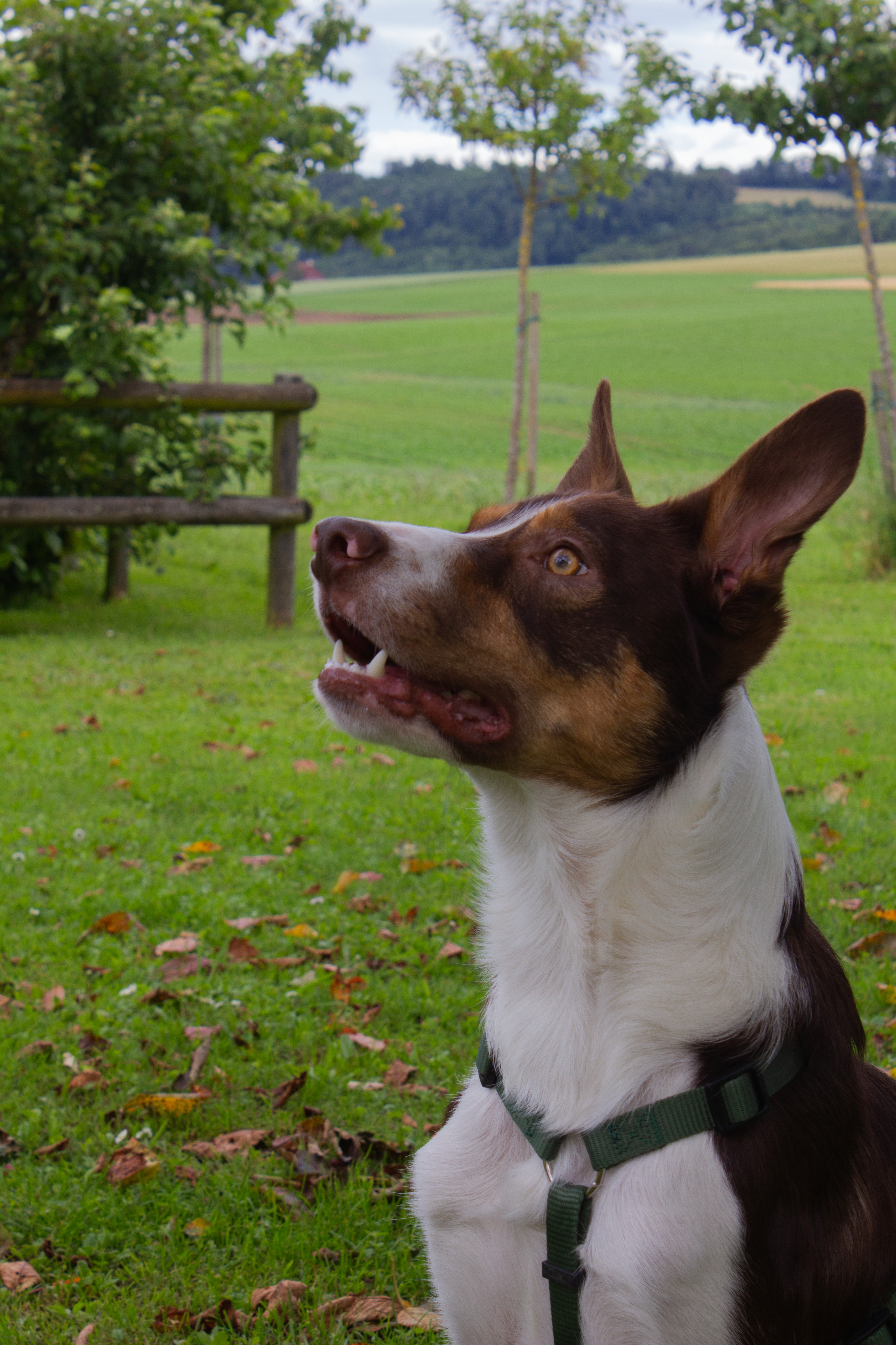 Portrait de Chien - Jump